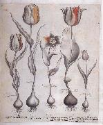 Basilius Besler Drawing for the Hortus Eystettensis oil painting reproduction
